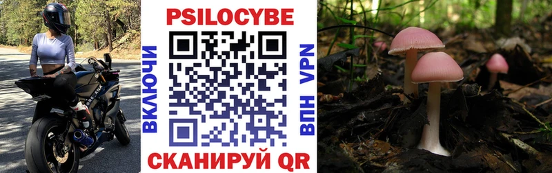 Псилоцибиновые грибы Psilocybe  Купить где  Сланцы 